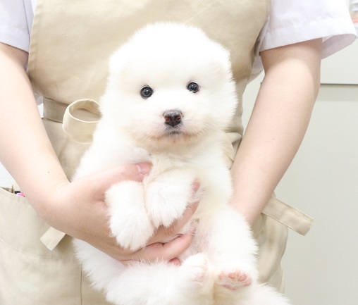 神奈川県のサモエド (かねだい伊勢原店/2025年6月15日生まれ/女の子/ホワイト)の子犬