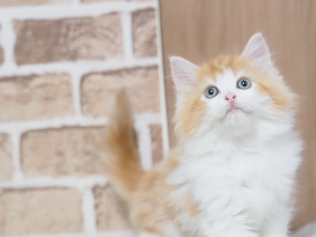 埼玉県のサイベリアン (かねだい戸田店/2025年6月14日生まれ/男の子/レッドタビーホワイト)の子猫