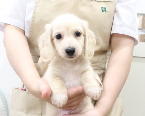 神奈川県のミニチュアダックスフンド(ロング) (かねだい伊勢原店/2025年6月12日生まれ/男の子/イエロー)の子犬