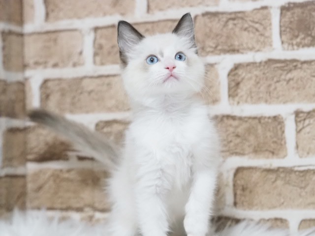 埼玉県のラグドール (かねだい戸田店/2025年6月9日生まれ/男の子/シールポイントバイカラー)の子猫