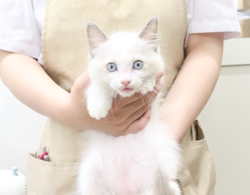 神奈川県のラグドール (かねだい伊勢原店/2025年6月9日生まれ/男の子/ブルーポイントバイカラー)の子猫