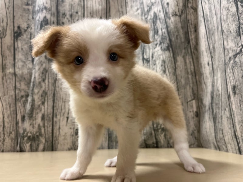 埼玉県のボーダーコリー (かねだいアクアパーク店/2025年6月14日生まれ/女の子/レッドホワイト)の子犬