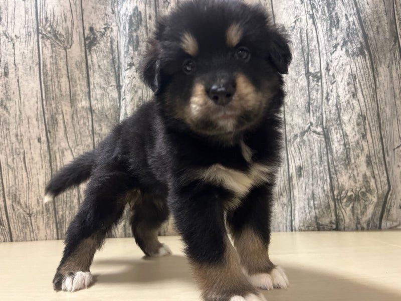 埼玉県のハーフ犬・ミックス犬 (かねだいアクアパーク店/2025年6月14日生まれ/女の子/その他色)の子犬