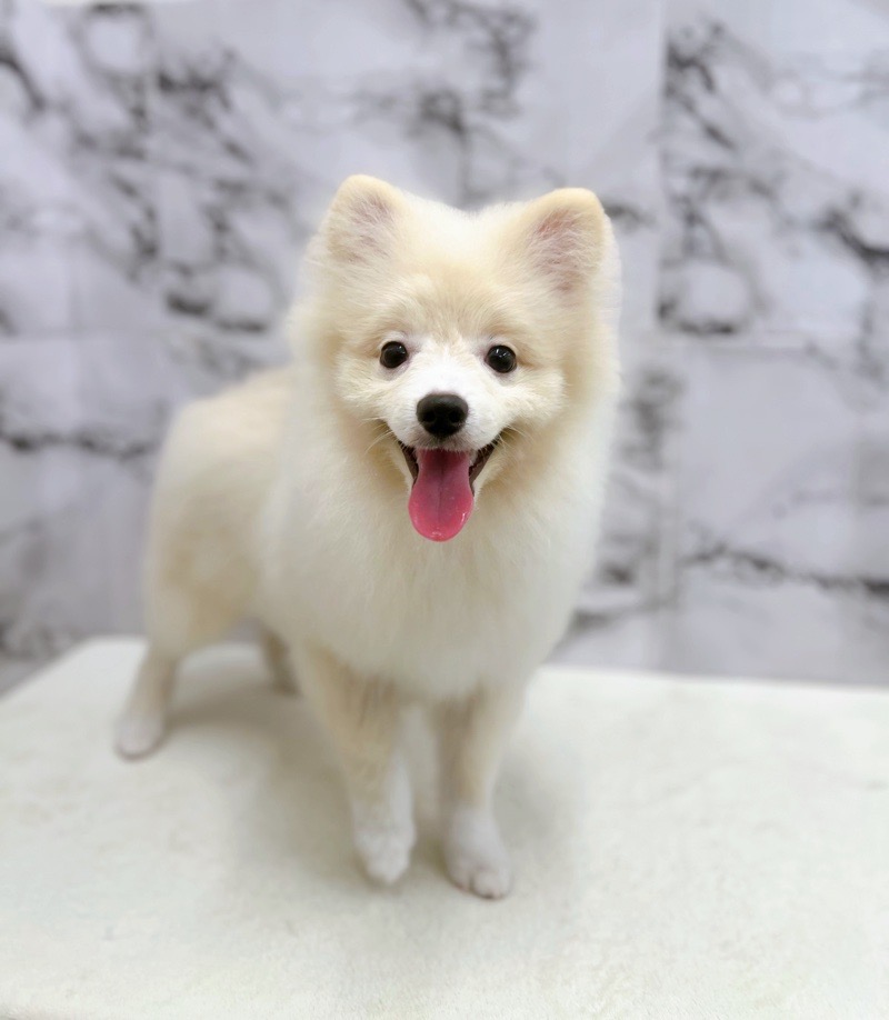 神奈川県のポメラニアン (かねだい東戸塚店/2025年3月2日生まれ/男の子/クリーム)の子犬の1枚目の画像