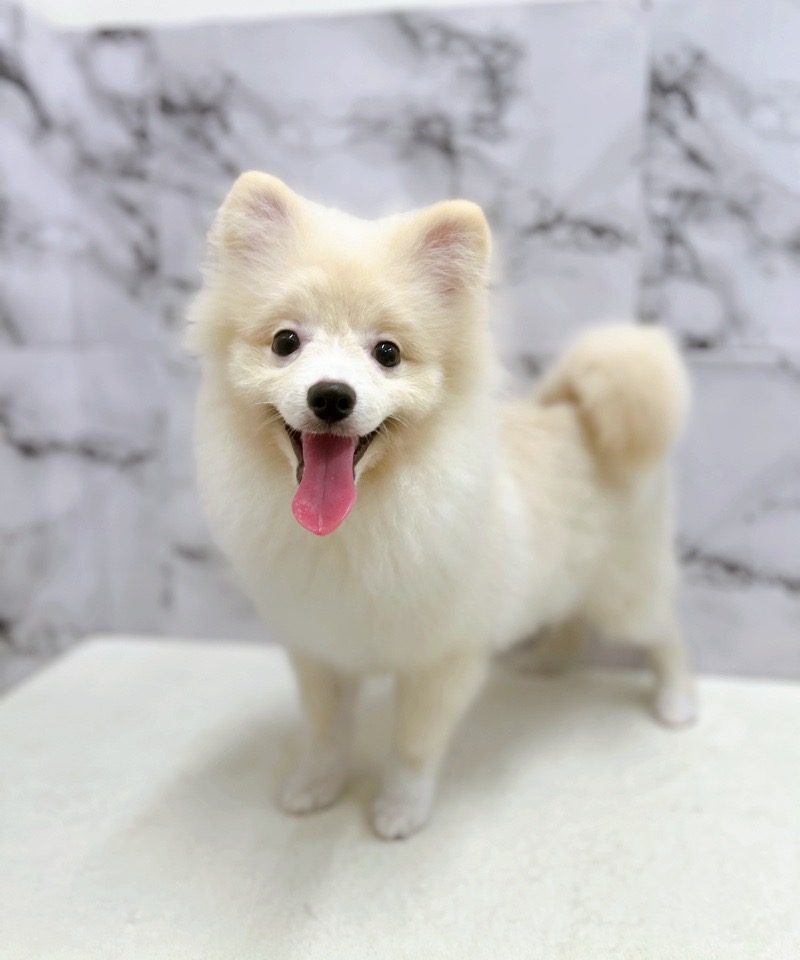 神奈川県のポメラニアン (かねだい東戸塚店/2025年3月2日生まれ/男の子/クリーム)の子犬の2枚目の画像