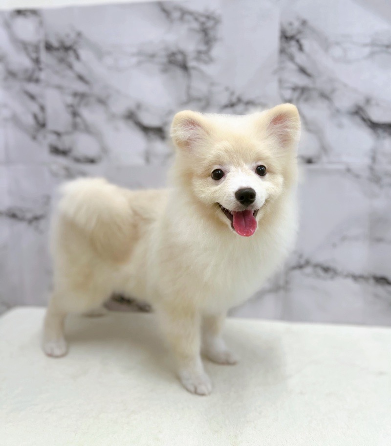 神奈川県のポメラニアン (かねだい東戸塚店/2025年3月2日生まれ/男の子/クリーム)の子犬の3枚目の画像