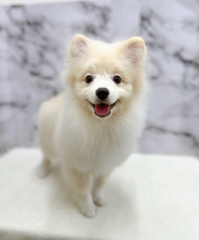 神奈川県のポメラニアン (かねだい東戸塚店/2025年3月2日生まれ/男の子/クリーム)の子犬の4枚目の画像
