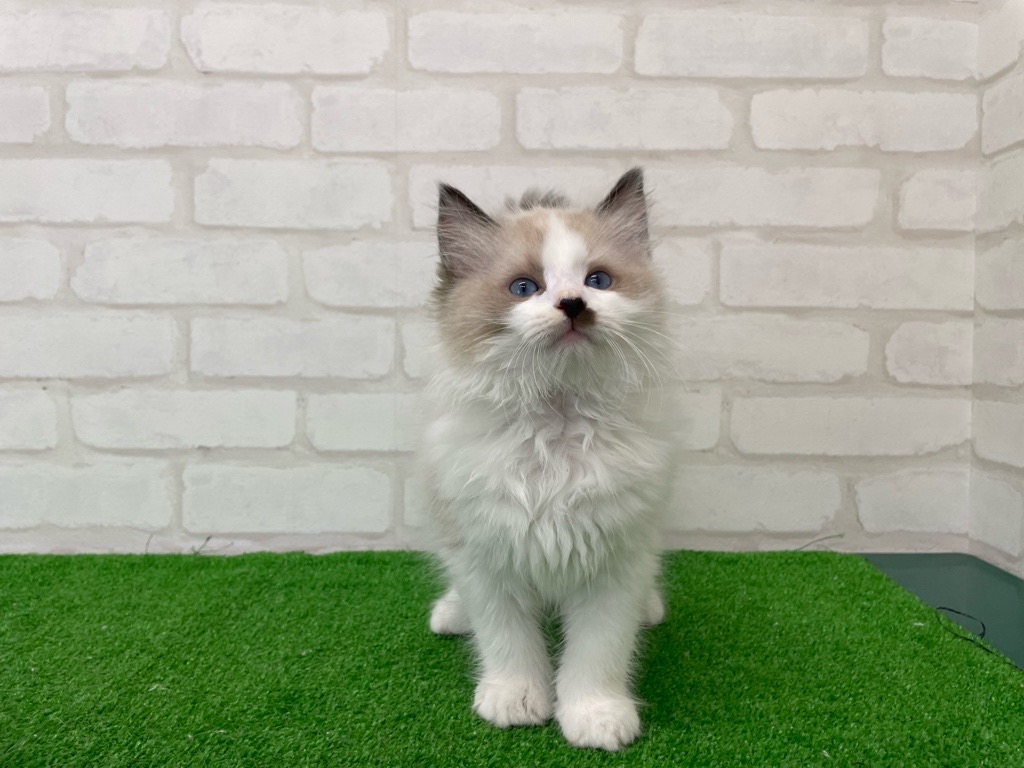 東京都のラグドール (かねだい立川店/2025年6月12日生まれ/男の子/シールポイントバイカラー)の子猫