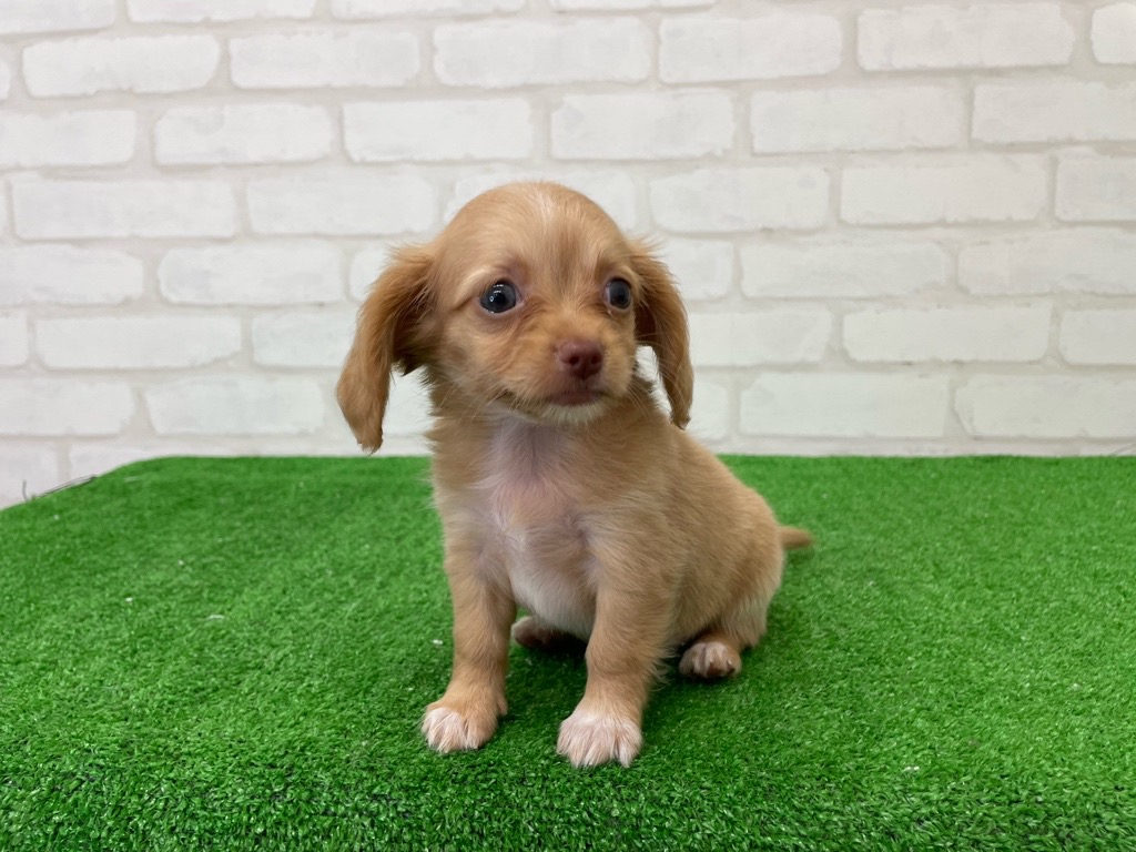 東京都のMIX犬 (父)Lチワワ、(母)MダックスL (かねだい立川店/2025年6月14日生まれ/女の子/ゴールド)の子犬