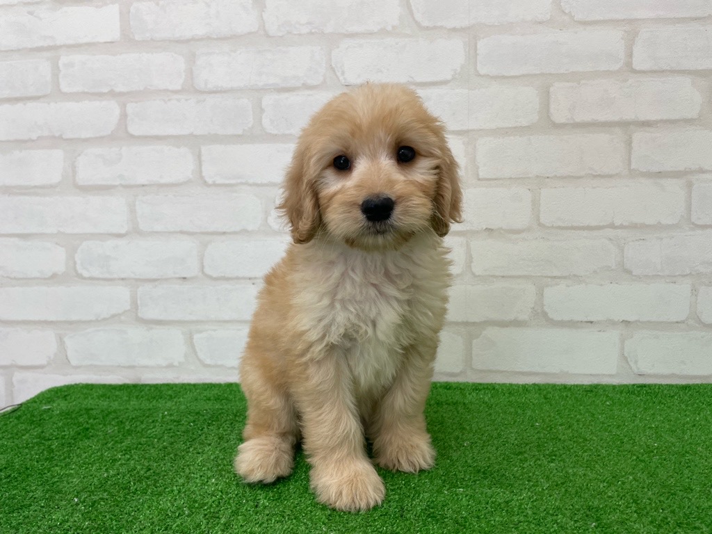 東京都のMIX犬 (父)Sプードル、(母)ゴールデンレトリバー (かねだい立川店/2025年6月14日生まれ/女の子/ゴールデン)の子犬