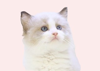 埼玉県のラグドール (かねだい草加店/2025年6月14日生まれ/男の子/シールポイントバイカラー)の子猫の2枚目の画像