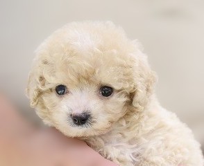 埼玉県のビションプー(ビションフリーゼ×プードル) (かねだい草加店/2025年6月6日生まれ/男の子/アプリコット)の子犬の2枚目の画像