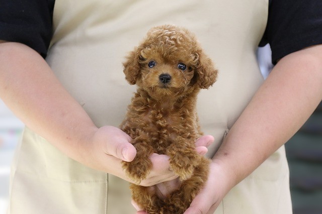 埼玉県のトイプードル(トイ) (かねだい草加店/2025年6月12日生まれ/女の子/レッド)の子犬の1枚目の画像