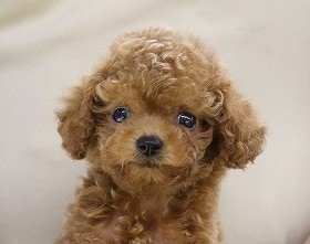 埼玉県のトイプードル(トイ) (かねだい草加店/2025年6月12日生まれ/女の子/レッド)の子犬の2枚目の画像