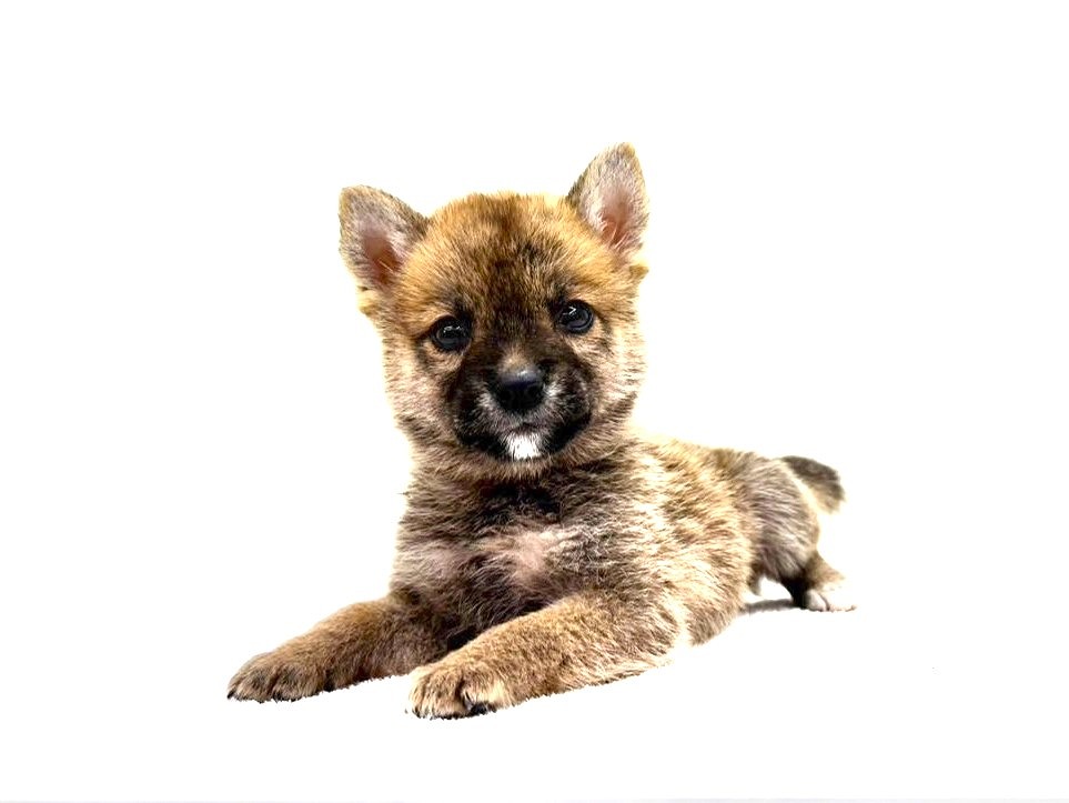 東京都の豆柴 (かねだい本町田店/2025年5月30日生まれ/男の子/赤)の子犬の1枚目の画像