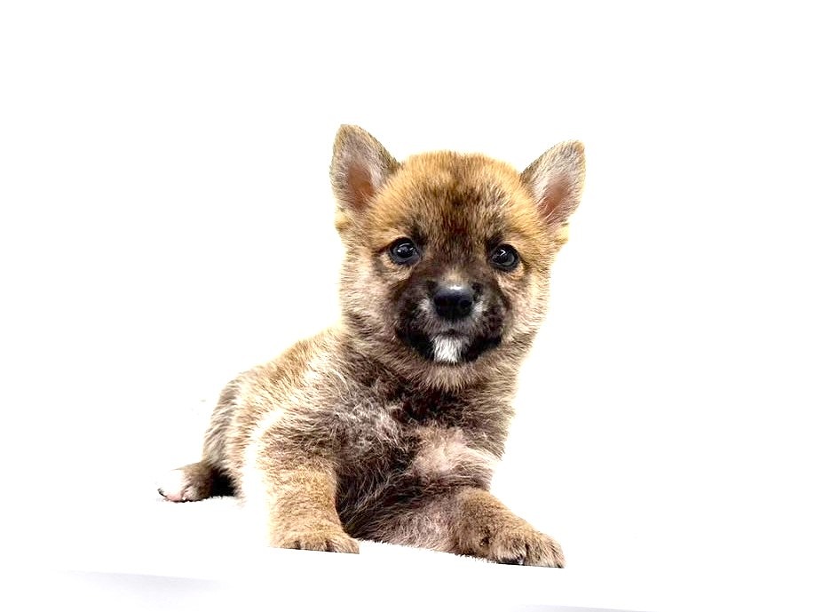 東京都の豆柴 (かねだい本町田店/2025年5月30日生まれ/男の子/赤)の子犬の2枚目の画像