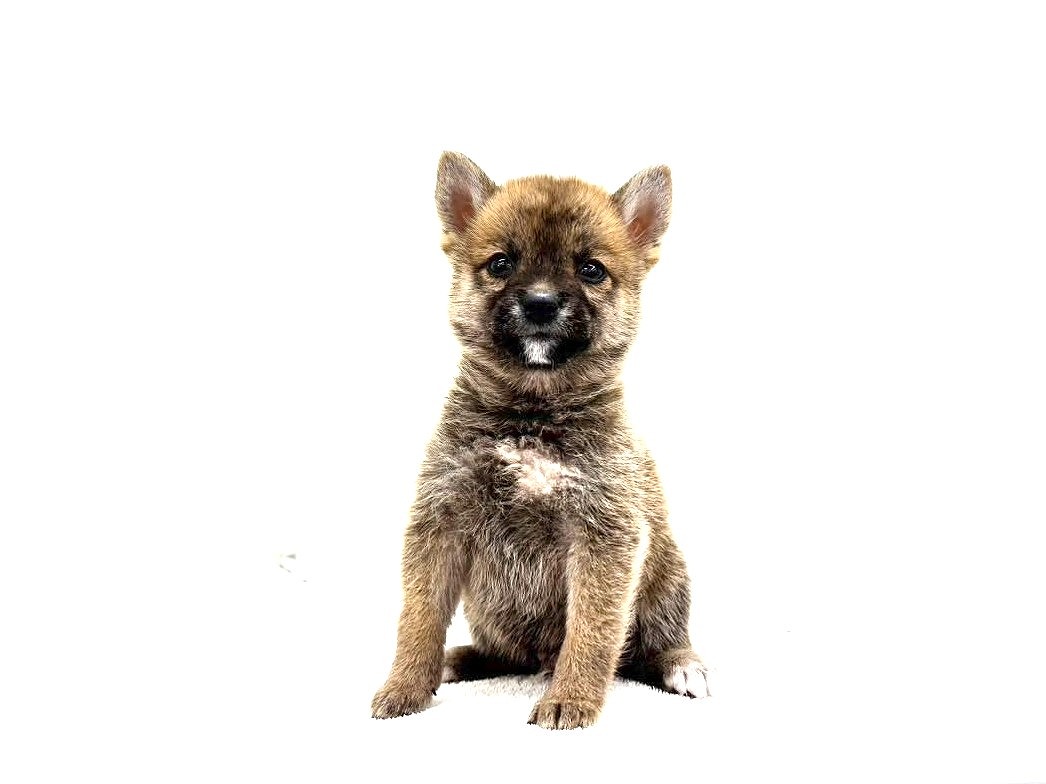 東京都の豆柴 (かねだい本町田店/2025年5月30日生まれ/男の子/赤)の子犬の3枚目の画像