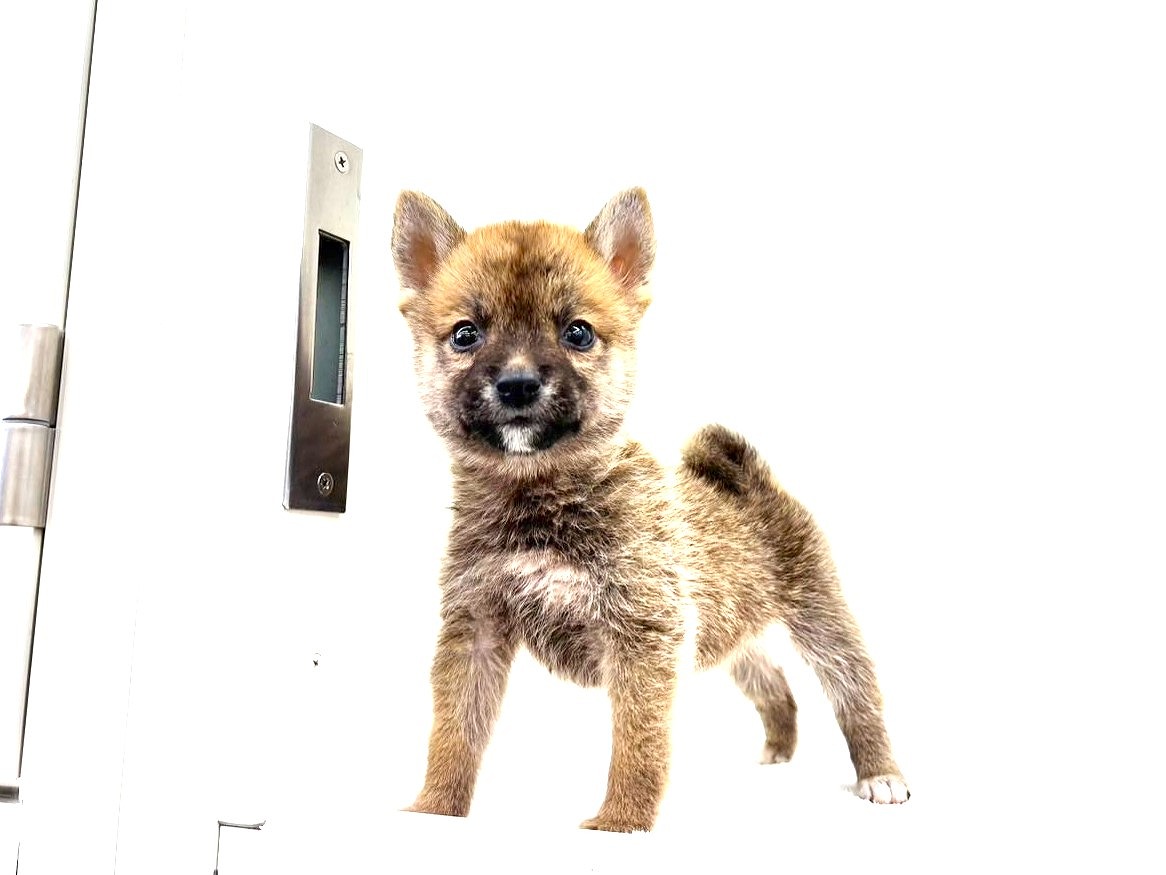 東京都の豆柴 (かねだい本町田店/2025年5月30日生まれ/男の子/赤)の子犬の4枚目の画像