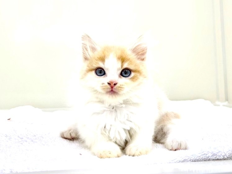 東京都のミヌエット (かねだい本町田店/2025年6月13日生まれ/男の子/レッドタビーホワイト)の子猫の2枚目の画像