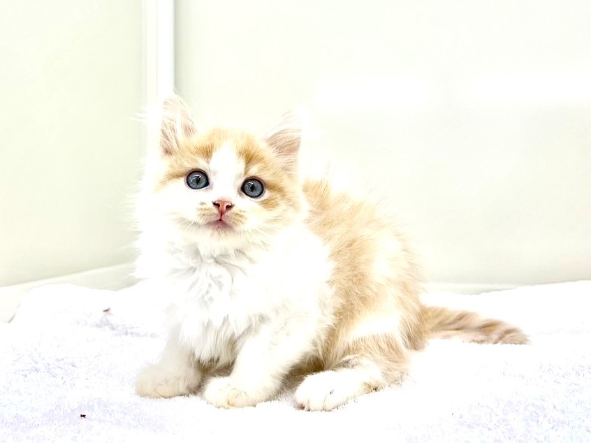 東京都のミヌエット (かねだい本町田店/2025年6月13日生まれ/男の子/レッドタビーホワイト)の子猫の3枚目の画像