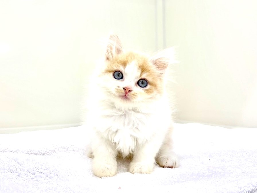 東京都のミヌエット (かねだい本町田店/2025年6月13日生まれ/男の子/レッドタビーホワイト)の子猫の4枚目の画像