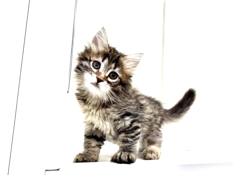 東京都のサイベリアン (かねだい本町田店/2025年6月3日生まれ/男の子/ブラックタビーホワイト)の子猫の4枚目の画像