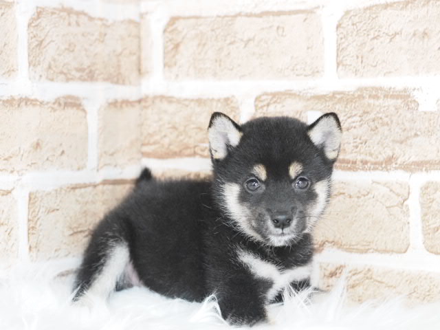 埼玉県の豆柴 (かねだい戸田店/2025年6月11日生まれ/男の子/黒)の子犬