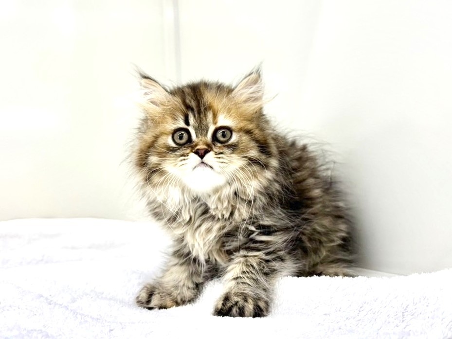 価格の安いお手頃価格のキュートな猫ちゃん大集合 / ペット