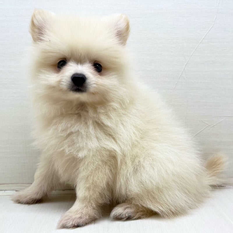 千葉県のポメラニアン (かねだい八千代店/2025年6月15日生まれ/男の子/クリーム)の子犬の1枚目の画像