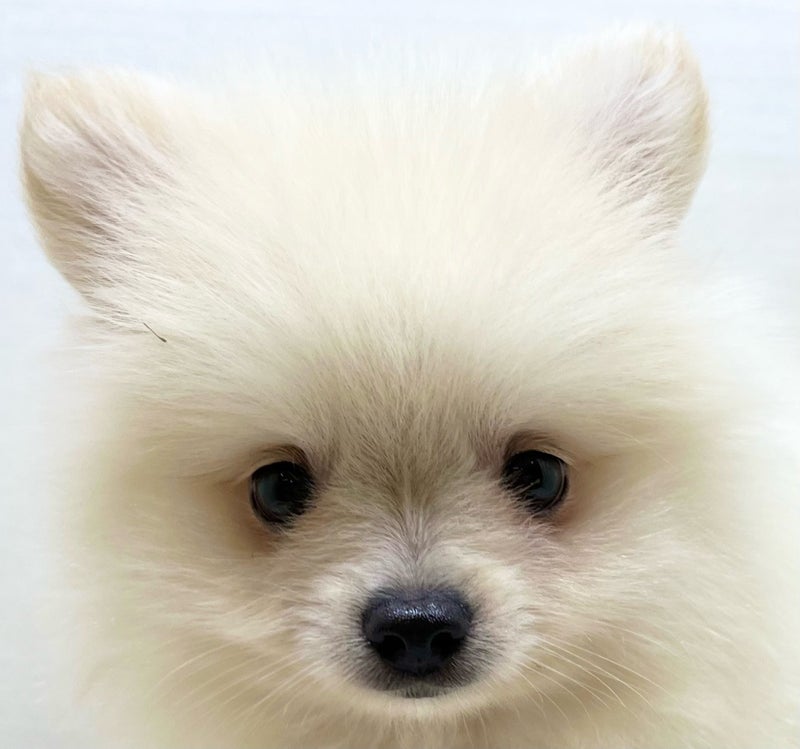 千葉県のポメラニアン (かねだい八千代店/2025年6月15日生まれ/男の子/クリーム)の子犬の2枚目の画像