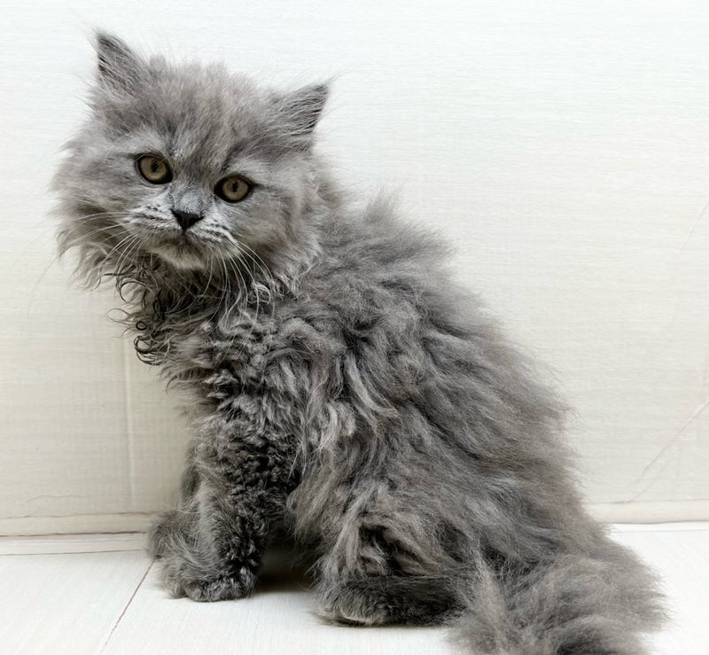 千葉県のマンチカン (かねだい八千代店/2025年6月8日生まれ/男の子/ブルー)の子猫の1枚目の画像