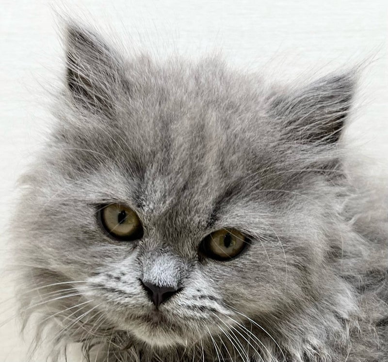 千葉県のマンチカン (かねだい八千代店/2025年6月8日生まれ/男の子/ブルー)の子猫の2枚目の画像