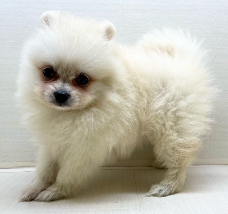 千葉県のハーフ犬・ミックス犬 (かねだい八千代店/2025年6月14日生まれ/女の子/クリーム)の子犬の1枚目の画像