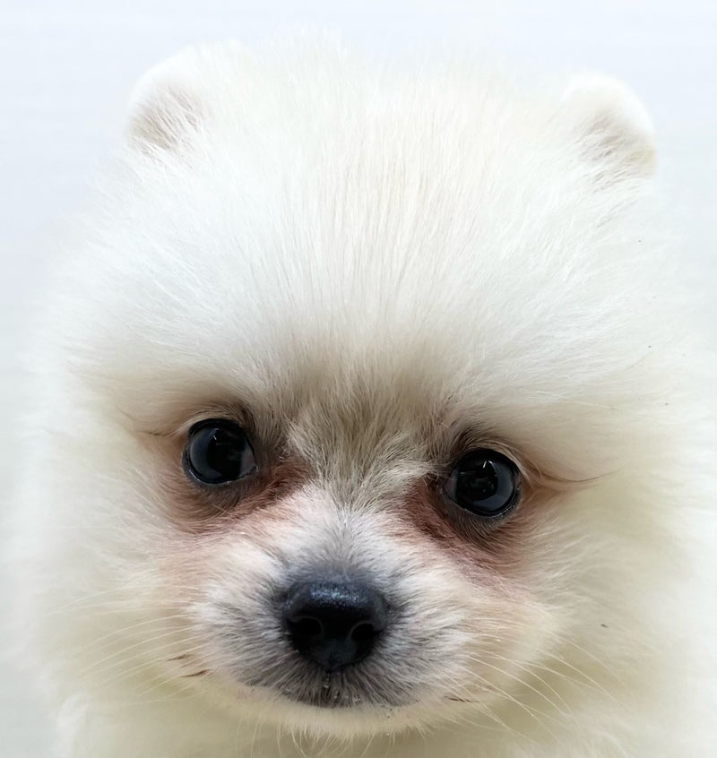 千葉県のハーフ犬・ミックス犬 (かねだい八千代店/2025年6月14日生まれ/女の子/クリーム)の子犬の2枚目の画像