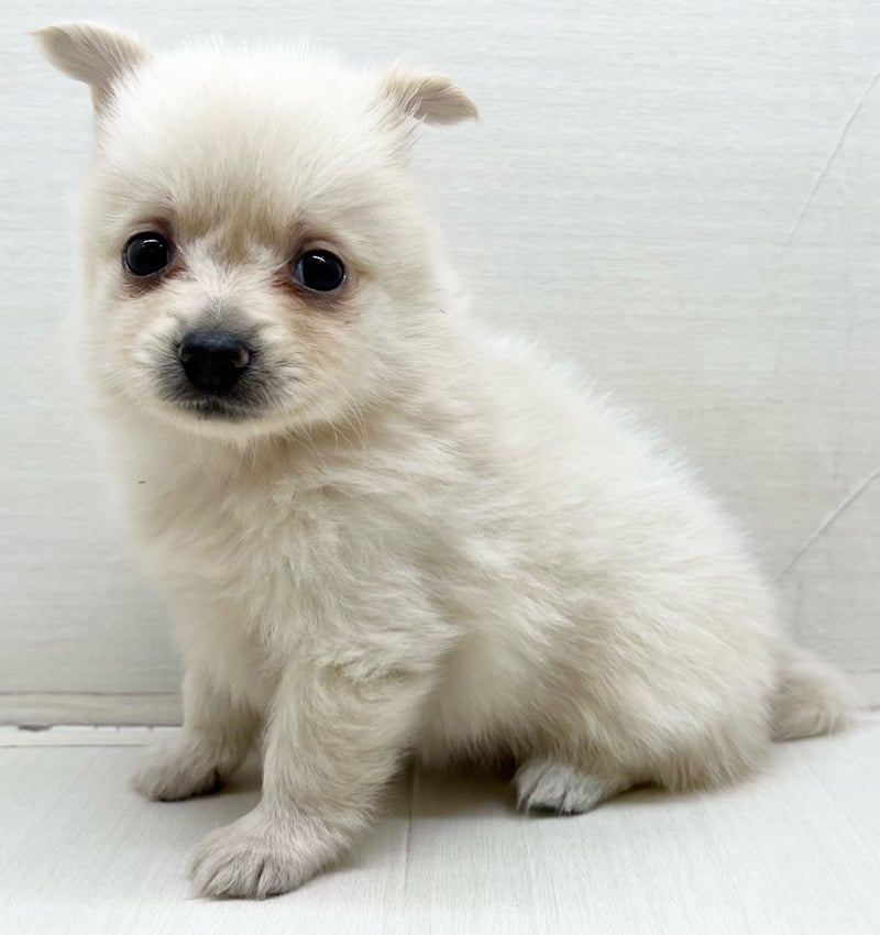 千葉県のハーフ犬・ミックス犬 (かねだい八千代店/2025年6月14日生まれ/女の子/クリーム)の子犬の1枚目の画像