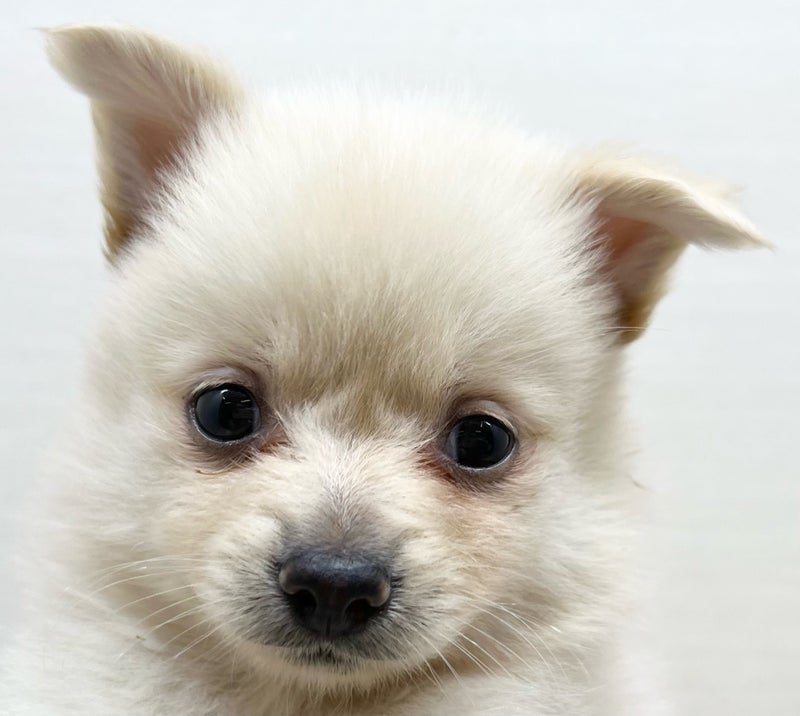 千葉県のハーフ犬・ミックス犬 (かねだい八千代店/2025年6月14日生まれ/女の子/クリーム)の子犬の2枚目の画像