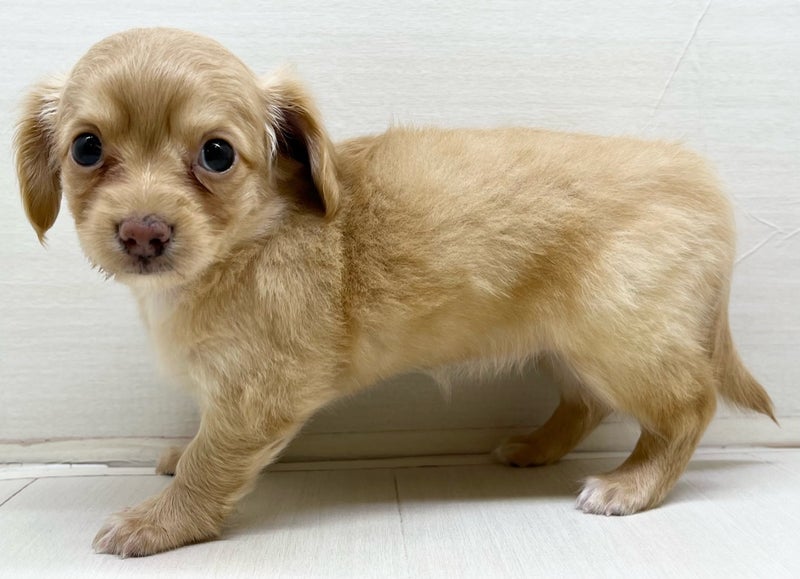 千葉県のハーフ犬・ミックス犬 (かねだい八千代店/2025年6月15日生まれ/女の子/その他色)の子犬の1枚目の画像