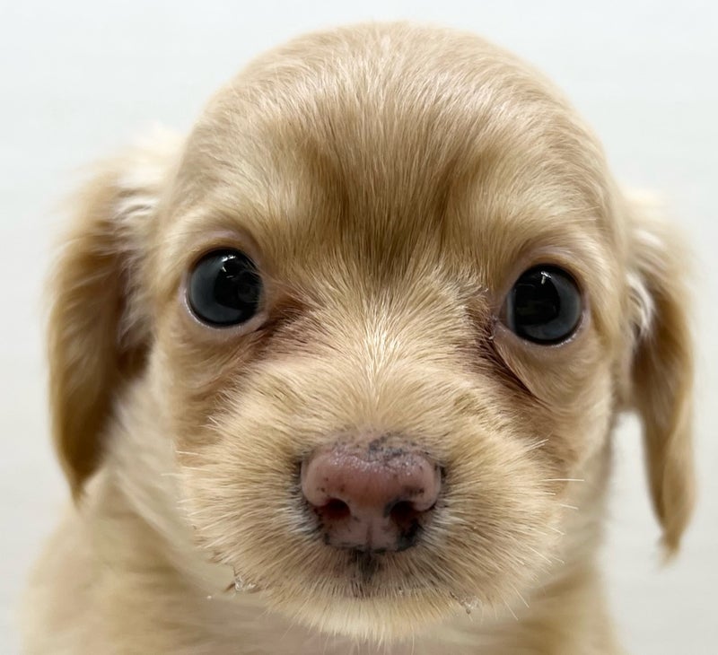 千葉県のハーフ犬・ミックス犬 (かねだい八千代店/2025年6月15日生まれ/女の子/その他色)の子犬の2枚目の画像