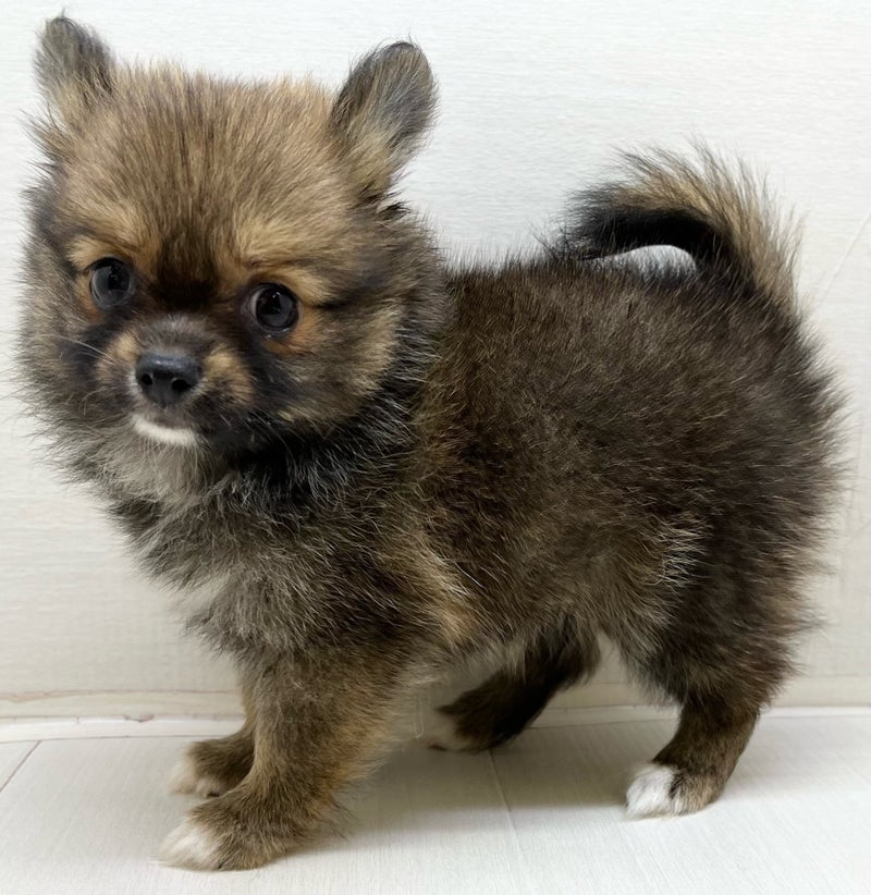 千葉県のハーフ犬・ミックス犬 (かねだい八千代店/2025年6月14日生まれ/女の子/オレンジセーブル)の子犬の1枚目の画像