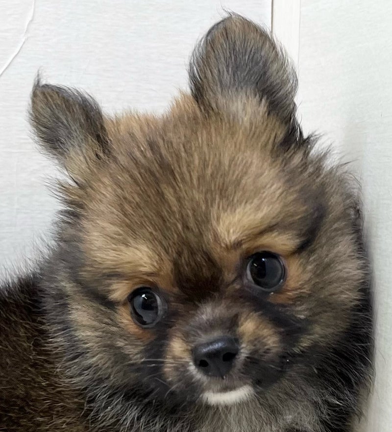 千葉県のハーフ犬・ミックス犬 (かねだい八千代店/2025年6月14日生まれ/女の子/オレンジセーブル)の子犬の2枚目の画像