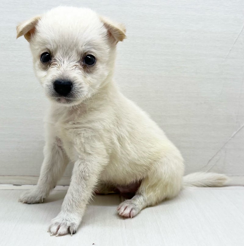 千葉県のハーフ犬・ミックス犬 (かねだい八千代店/2025年6月11日生まれ/男の子/白)の子犬の1枚目の画像