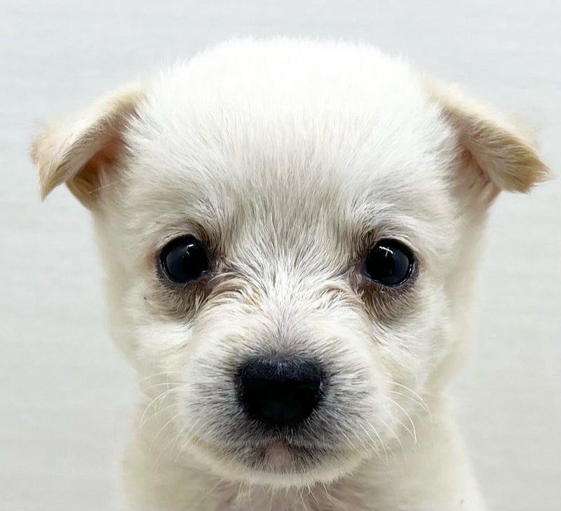 千葉県のハーフ犬・ミックス犬 (かねだい八千代店/2025年6月11日生まれ/男の子/白)の子犬の2枚目の画像