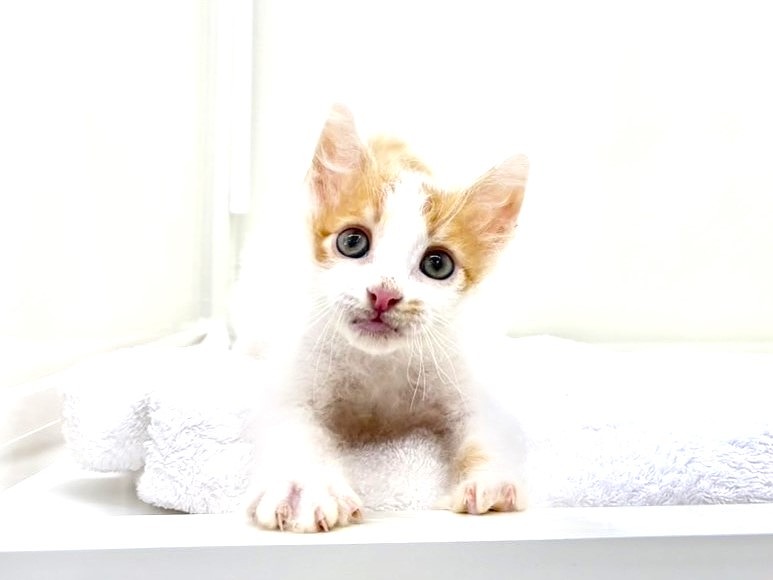 東京都のラパーマ (かねだい本町田店/2025年6月8日生まれ/男の子/レッドタビーホワイト)の子猫の1枚目の画像