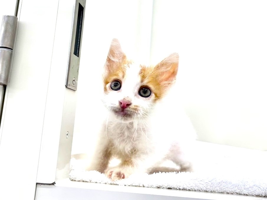 東京都のラパーマ (かねだい本町田店/2025年6月8日生まれ/男の子/レッドタビーホワイト)の子猫の2枚目の画像