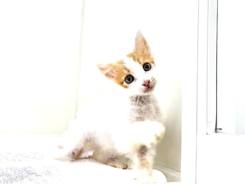 東京都のラパーマ (かねだい本町田店/2025年6月8日生まれ/男の子/レッドタビーホワイト)の子猫の3枚目の画像