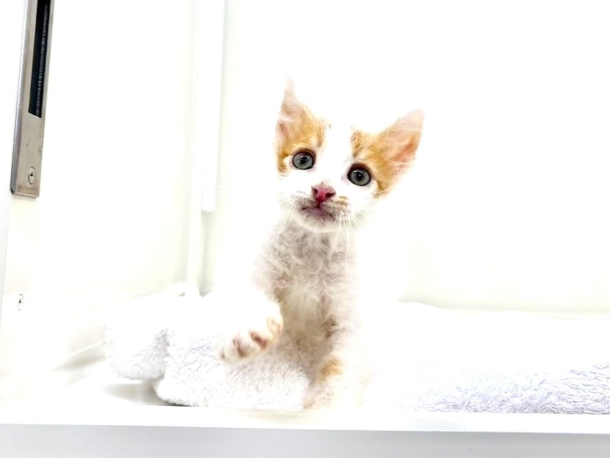東京都のラパーマ (かねだい本町田店/2025年6月8日生まれ/男の子/レッドタビーホワイト)の子猫の4枚目の画像