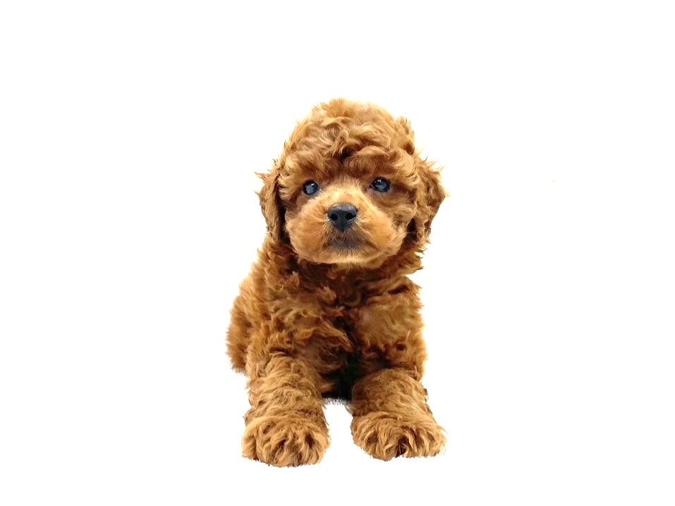 東京都のトイプードル(トイ) (かねだい本町田店/2025年6月15日生まれ/男の子/レッド)の子犬の1枚目の画像