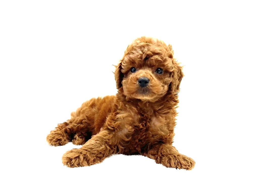 東京都のトイプードル(トイ) (かねだい本町田店/2025年6月15日生まれ/男の子/レッド)の子犬の3枚目の画像