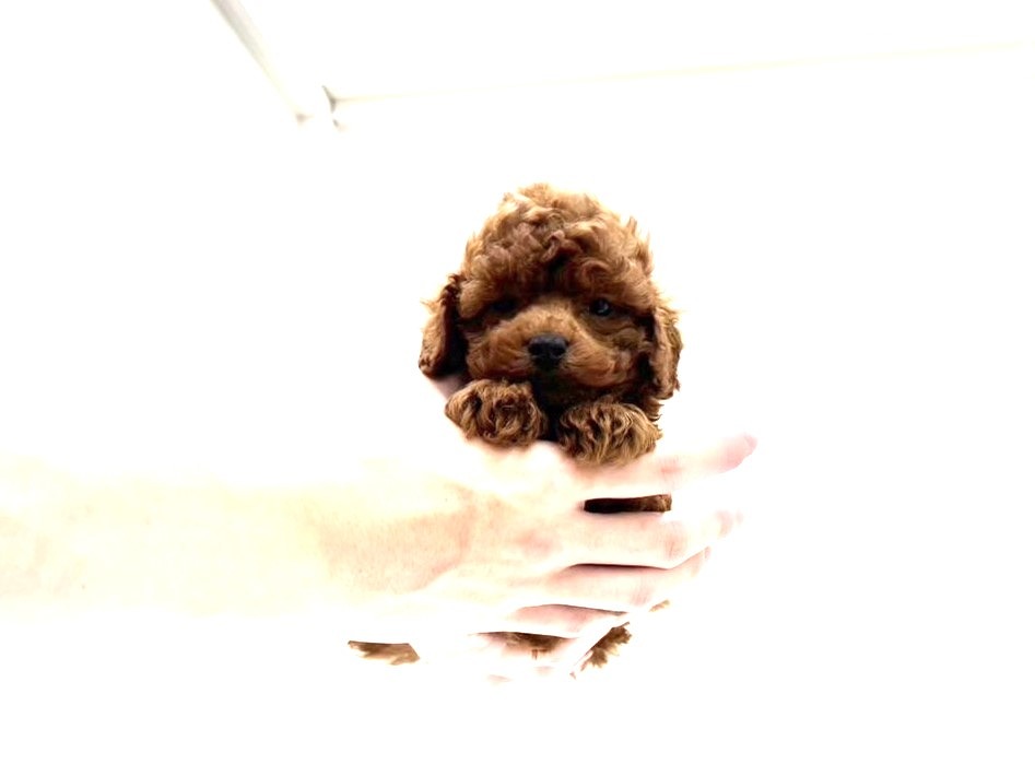 東京都のトイプードル(トイ) (かねだい本町田店/2025年6月15日生まれ/男の子/レッド)の子犬の4枚目の画像