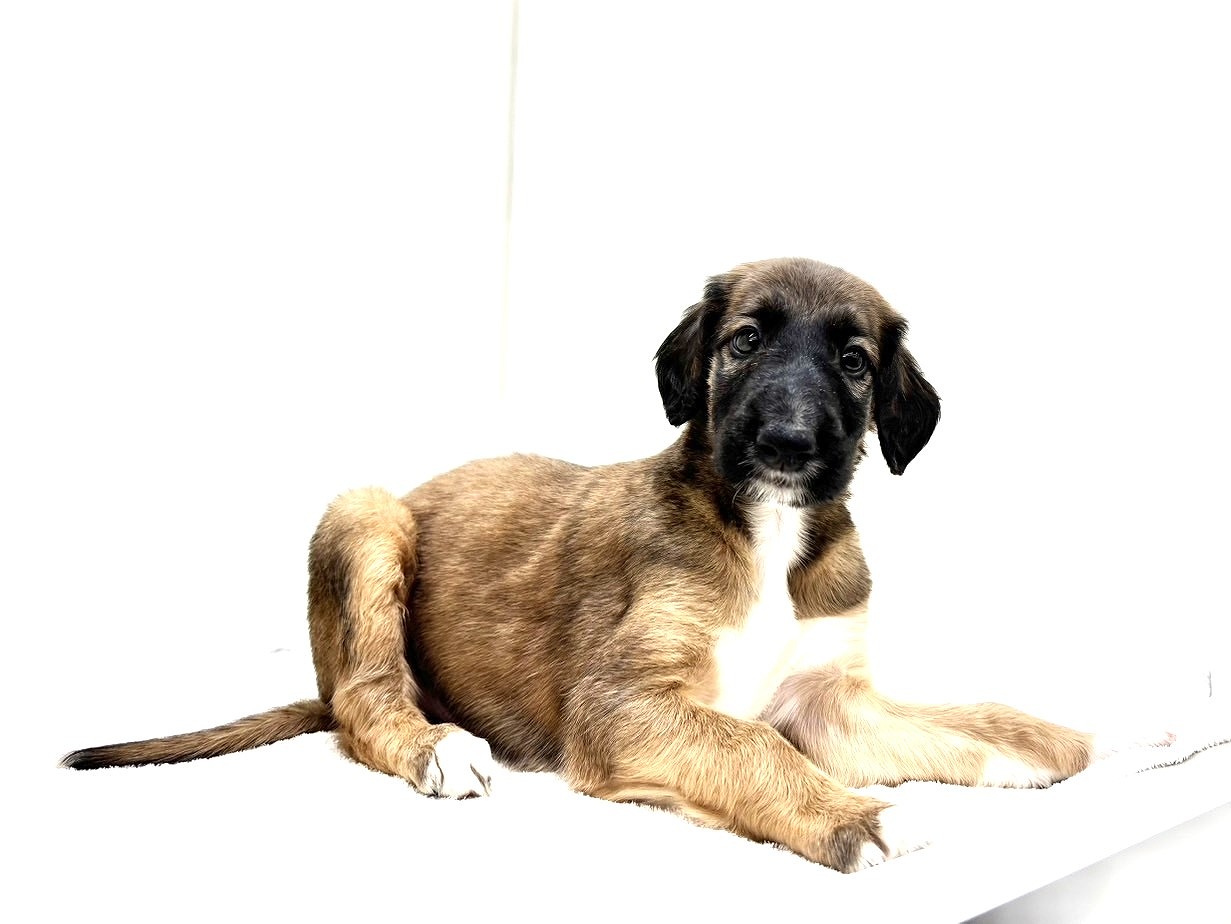 東京都のボルゾイ (かねだい本町田店/2025年6月14日生まれ/男の子/ホワイトレッド)の子犬の3枚目の画像